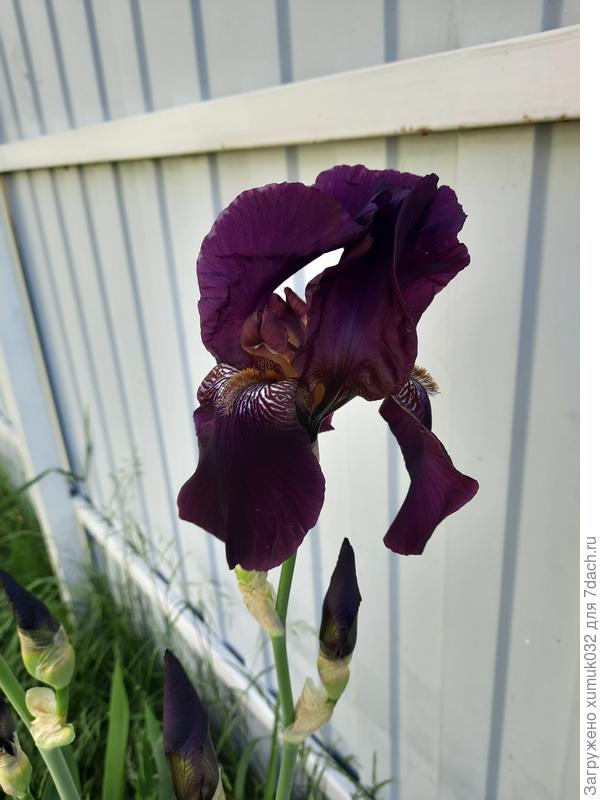 ирис
