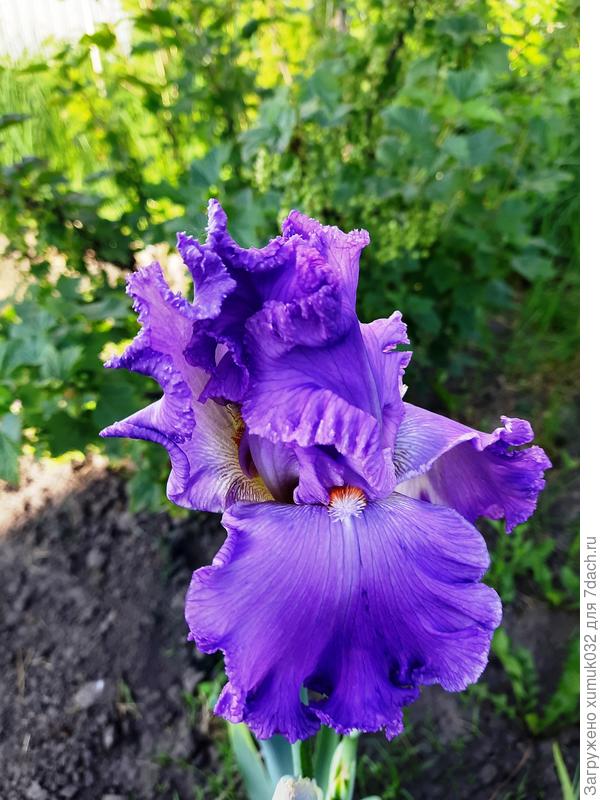 ирис