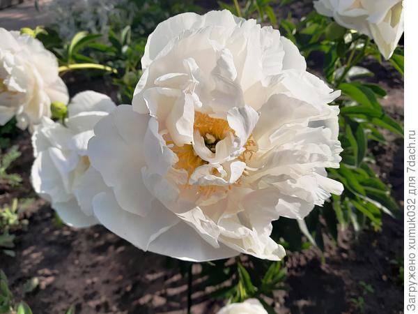 пион травянистый Бу-Ти (Paeonia Bu-Te)