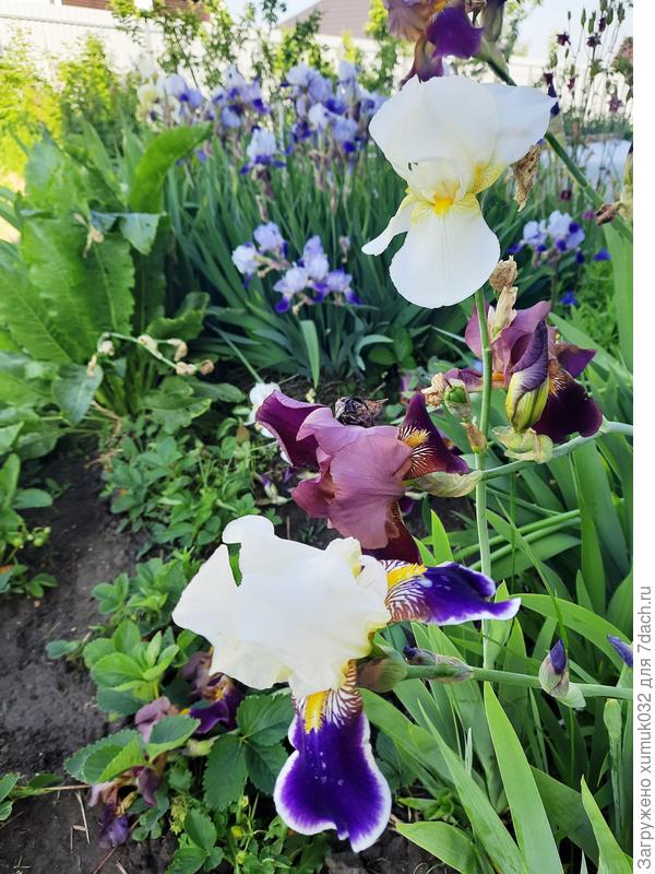 ирисы