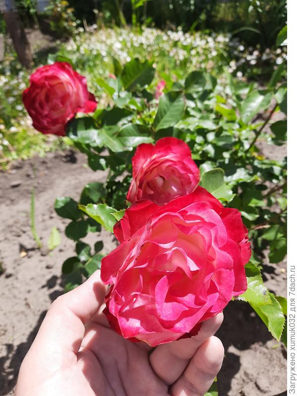 Роза &quot;Юбилей принца монако&quot;