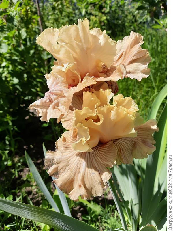 ириска махровая