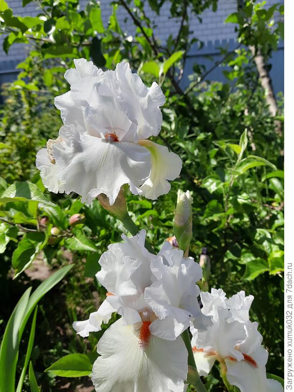 еще ириска махровая