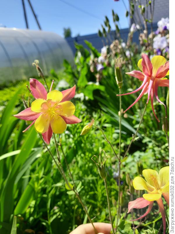 аквилегия на радость Татьяне)))