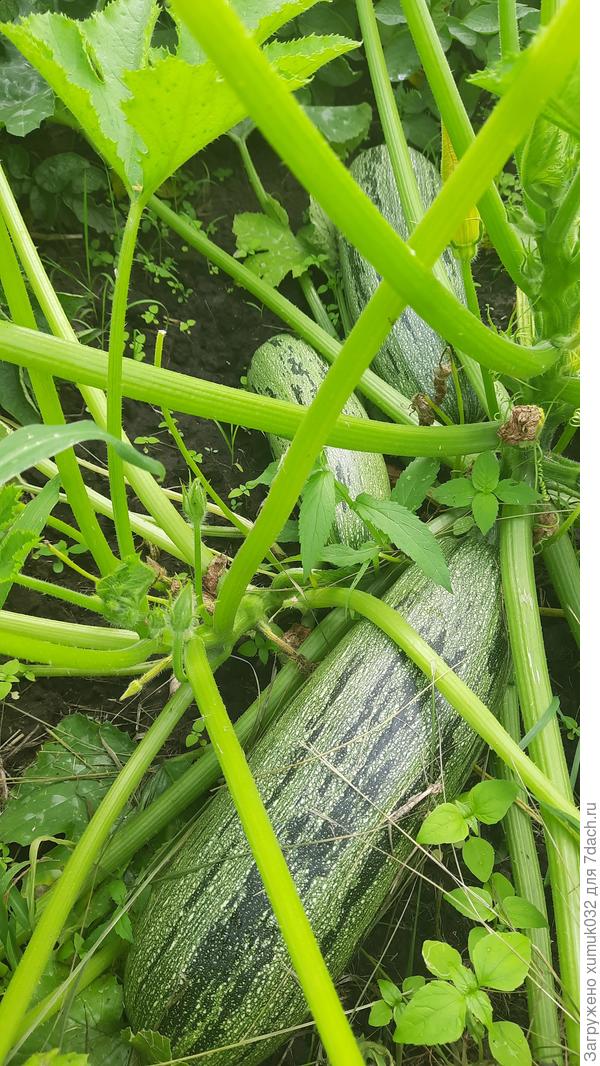 Еще один кабачок