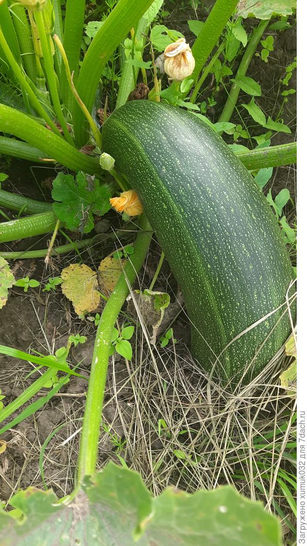 Кабачок