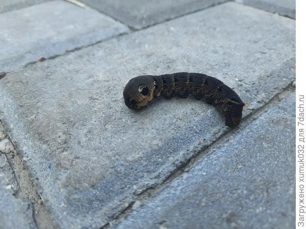 Гусеница чует опасность и спрятала голову. Вон какие &amp;quot;глазища&amp;quot; вытаращила!