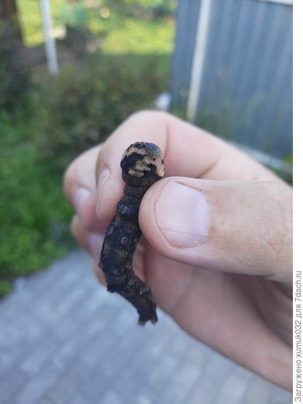 Пузико гусенички с ложноножками