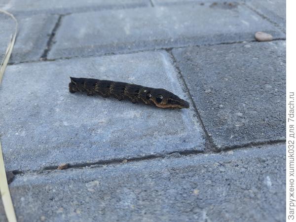 Гусеница ползет