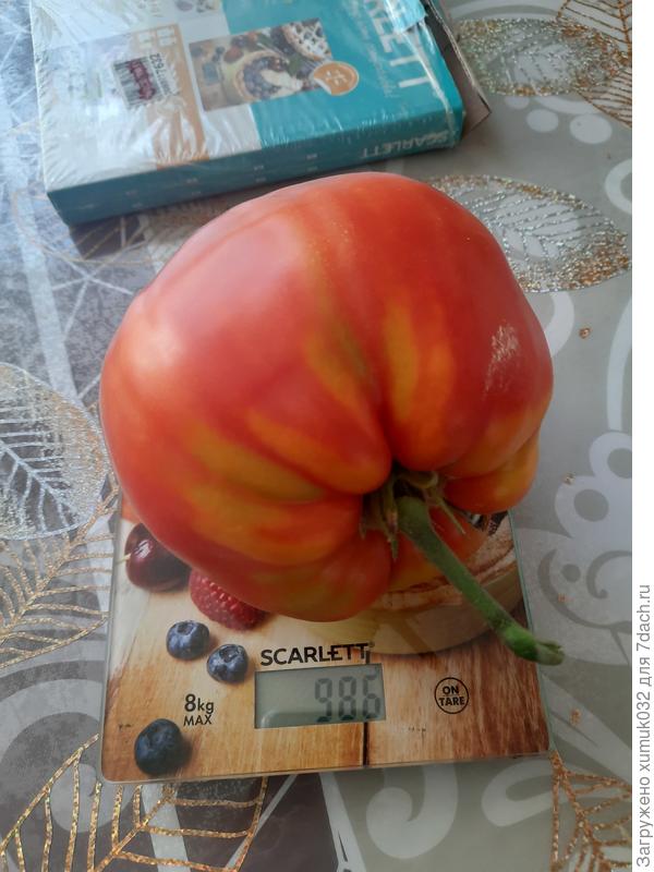 Польская слива тётушки Сварло