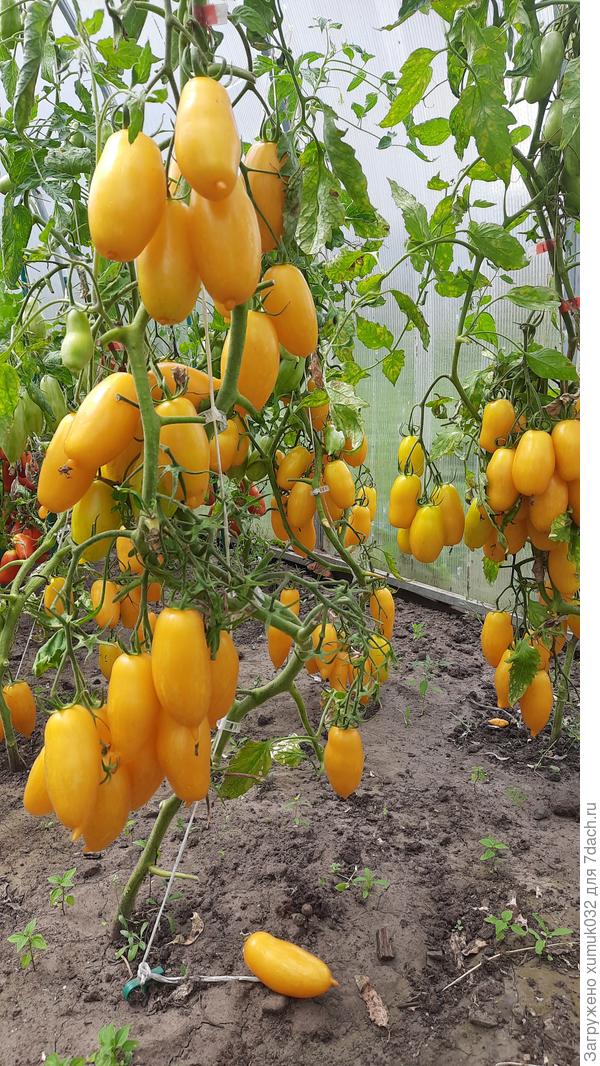 Дрова желтые