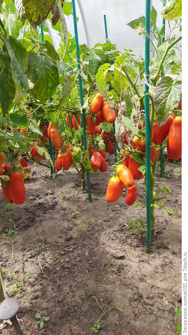 Дрова красные