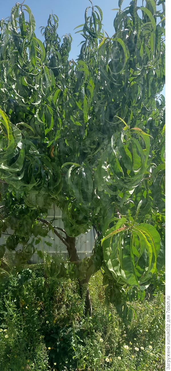 Вот это - персик