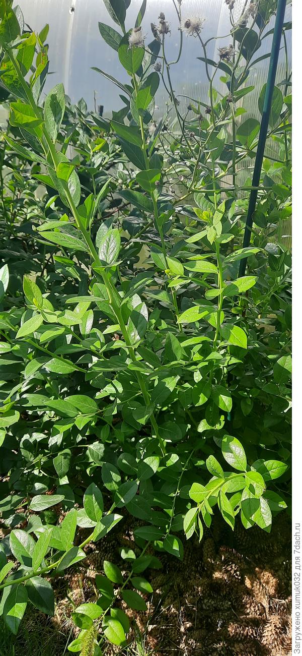 Двухлетка из своего отводка