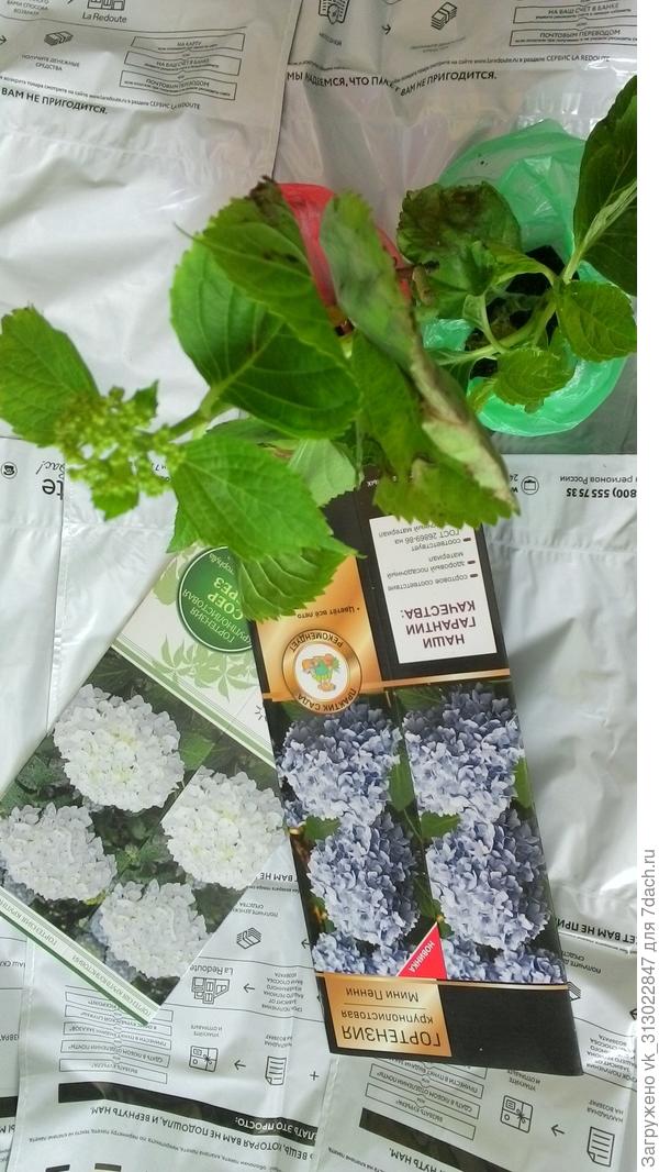 Листья некоторые почерневшие,нормально это или уже как то не очень, не знаю..  Розы положила в холодильник.