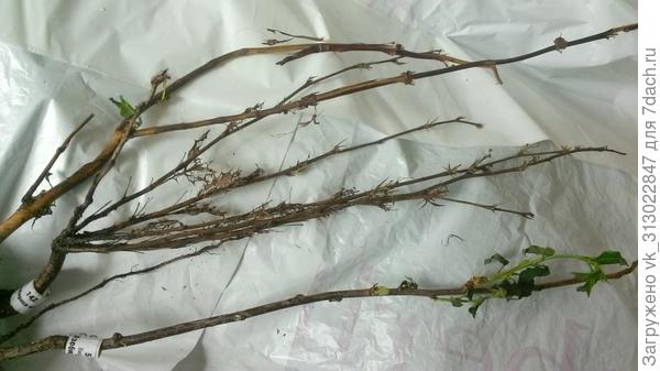 Это один из десятка снимков из моей претензии к Миролевой