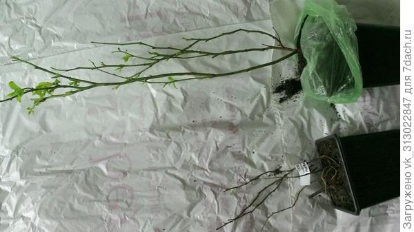 Фото куда то  делось, повторяю.