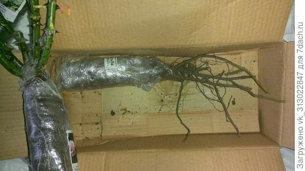 Что это там на дне вместо пятой розы?