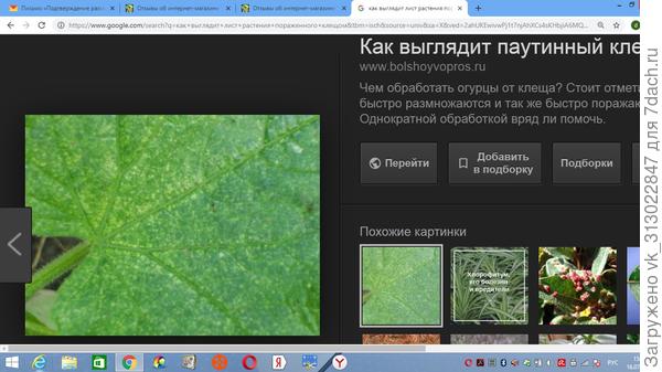 Клещей тут тоже не видно, а видны только поражения поверхности листа паутинным клещом