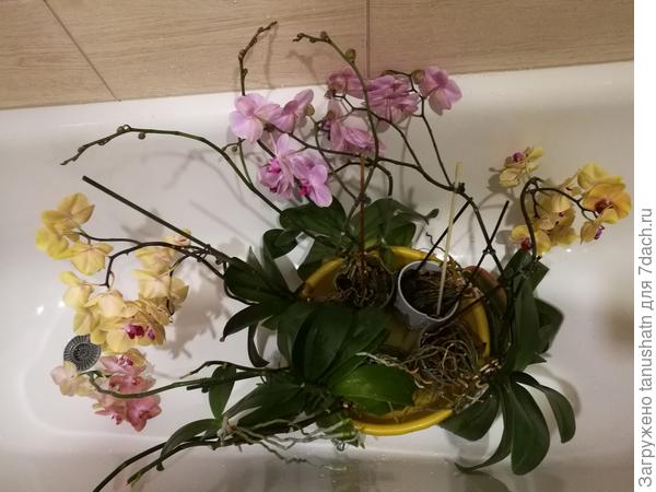 Поливаю своих красавиц.