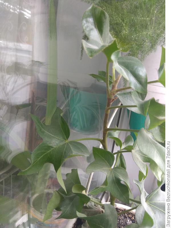 Думала обычный плющ,но он не вьется хотя ствол не становится древесным. Подскажите пожалуйста что с ними надо сделать чтобы он начал почти и комфортно себя чувствовать?