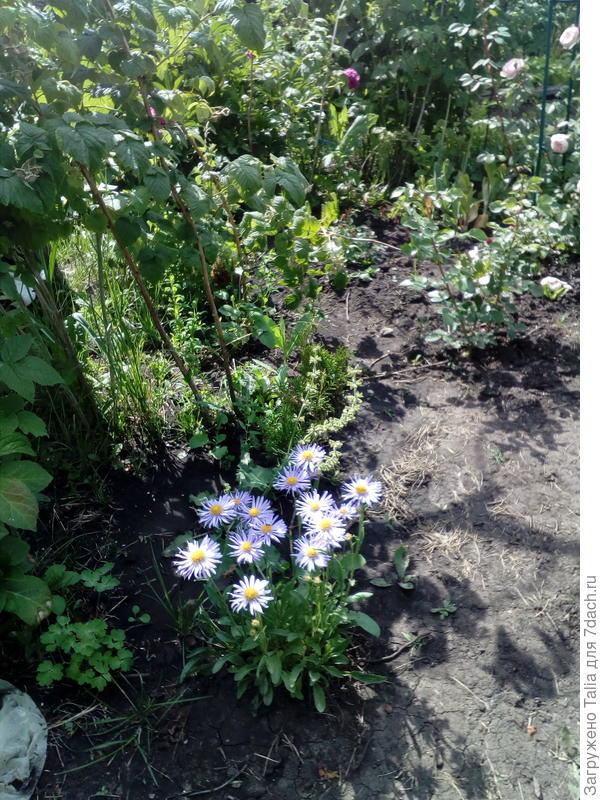 Альпийская астра