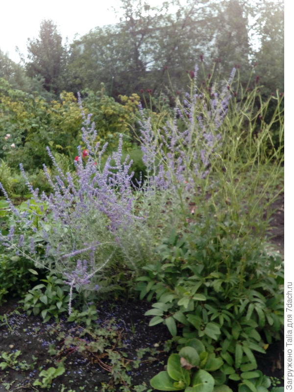 Куст кровохлебки перед перовскией. Сам куст невысокий. Цветоносы очень высокие.