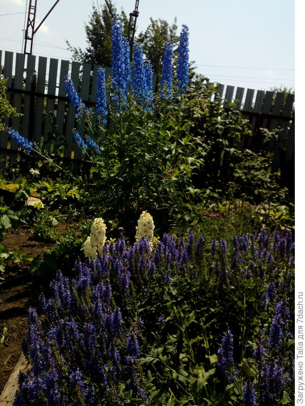 Белый -тоже дельфиниум, около 40см.