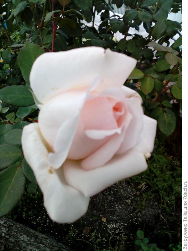 Покрывается розовыми точками в холод.