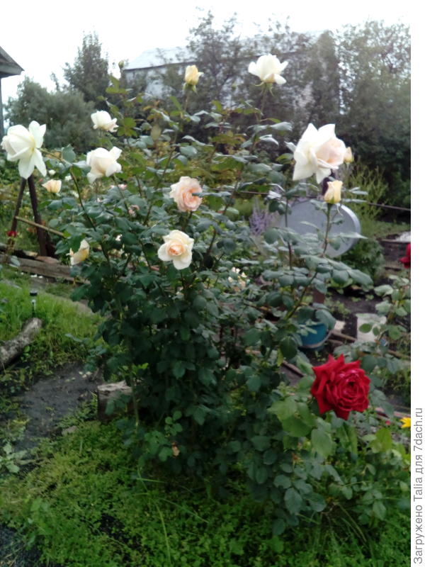 Куст выше меня к августу