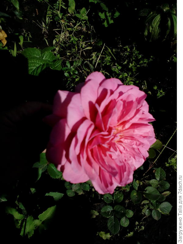 Александра оф Кент