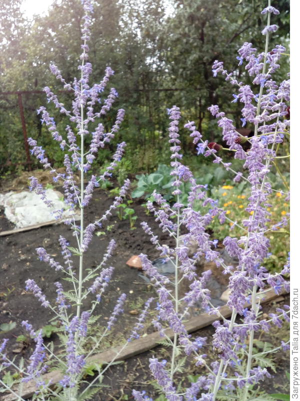 Вначале цветы василькового тона. Затем становятся вот такого фиолетового.