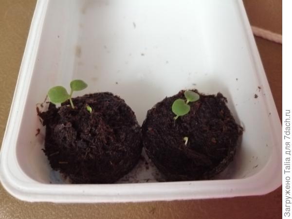 Эксперимент: разрезала торфяную таблетку. Фиалка. Посадка 13 января.