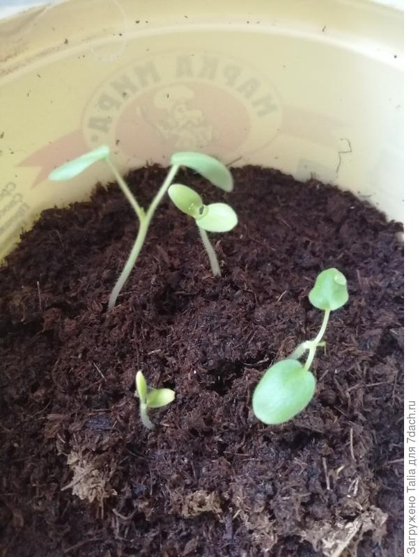 У герани 2 росточка сегодня ночью выскочили. В то время как 2 давно проросли, и я уже собиралась пикировать. Теперь подожду пока окрепнут.