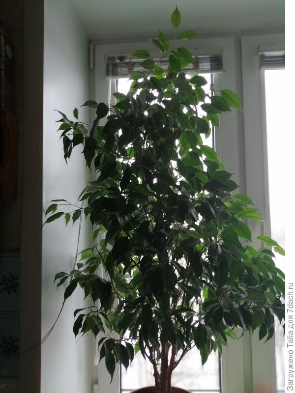 Пока лохматый. Не обрезала еще