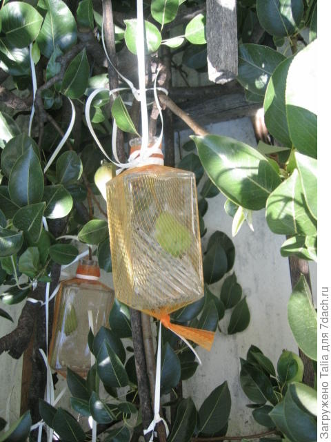 Груша в бутыли, бутыль в сетке, сетка на дереве..