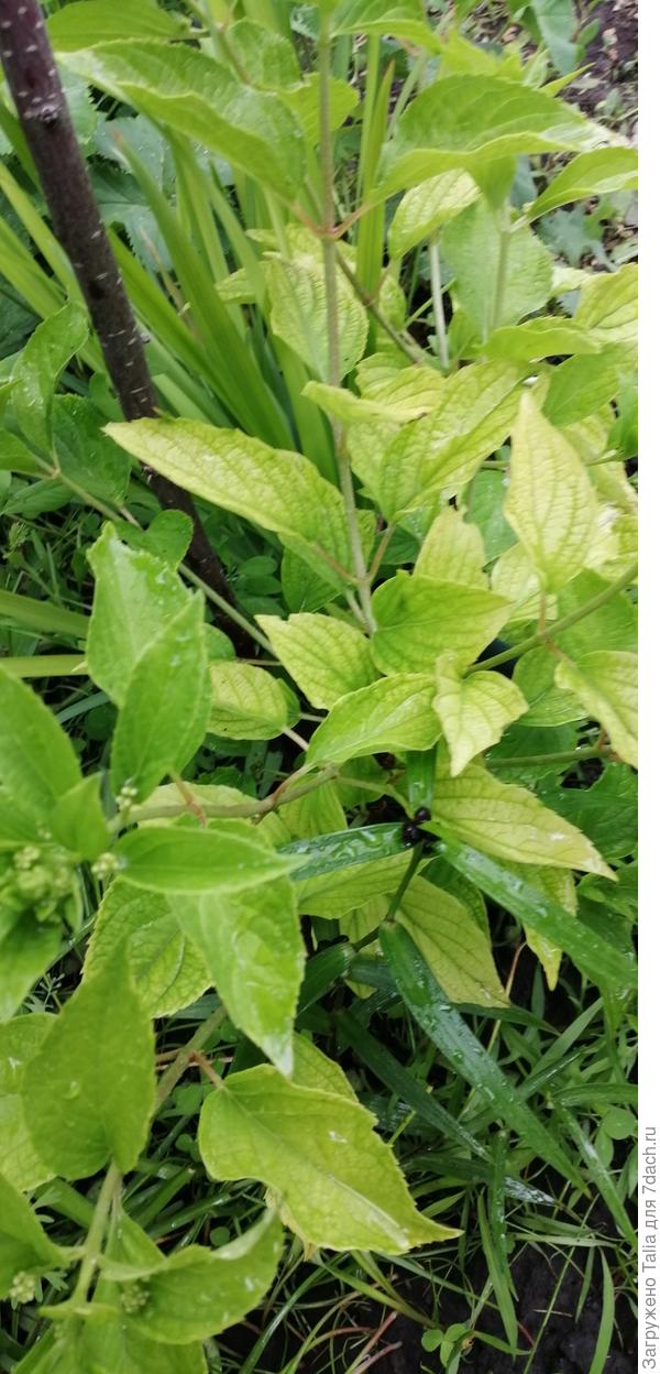 Тардива. Почти жёлтая была. Феровитом опрыскивала, макушки чуть позеленели.