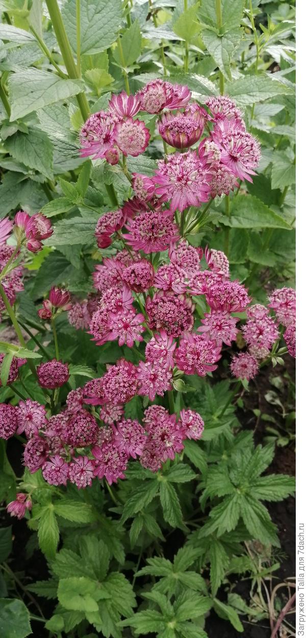 Астранция карниольская