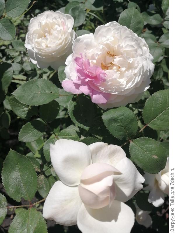 Насколько я понимаю, такие мутации связаны с генами сорта.