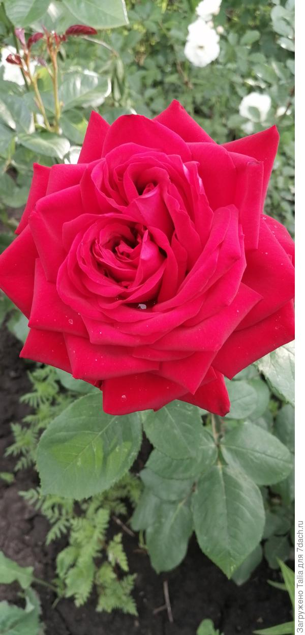 Незнакомка