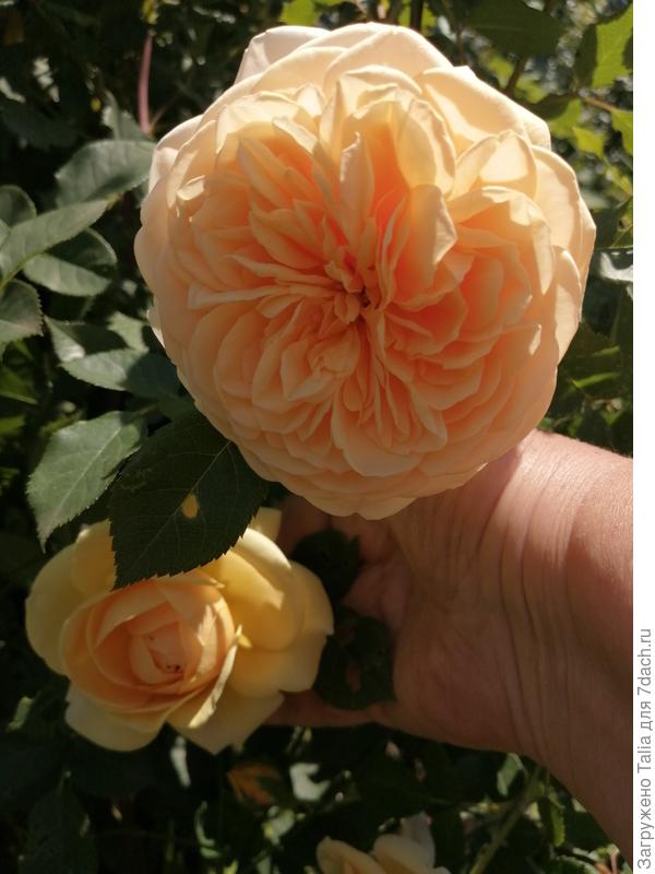 Тизин Джорджия - второгодочка.