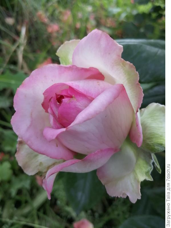 Оноре де Бальзак