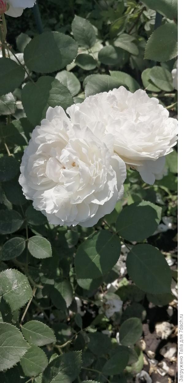 Винчестер Кафидрал