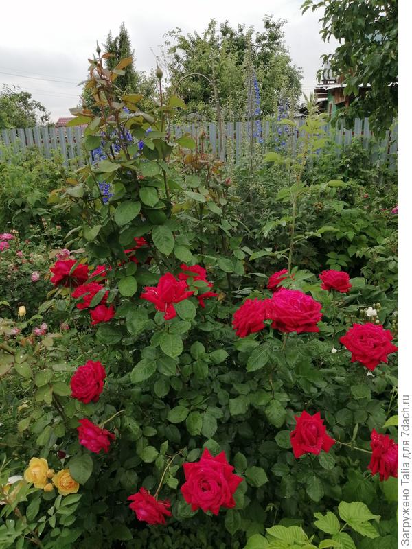 Незнакомка