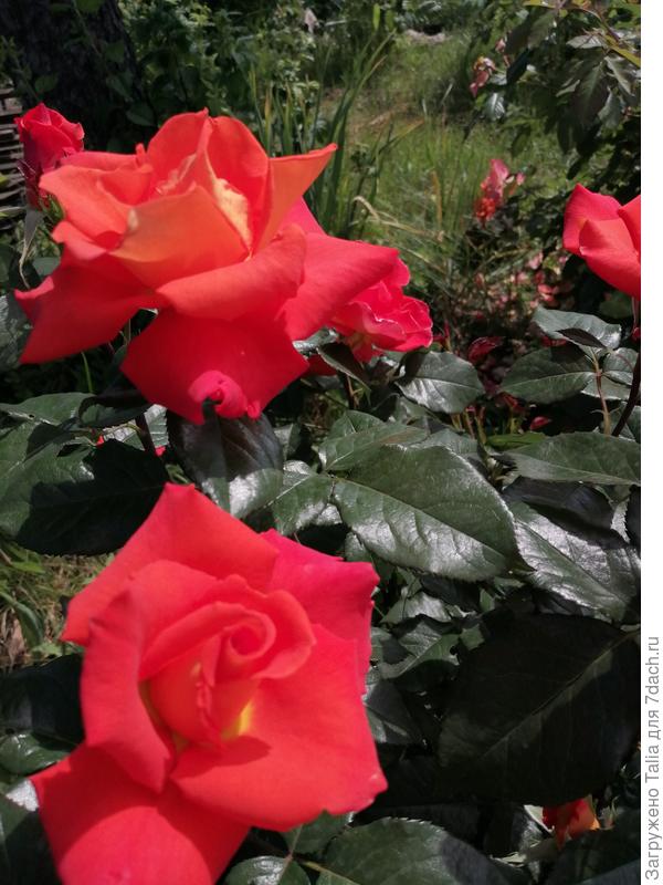 Незнакомка