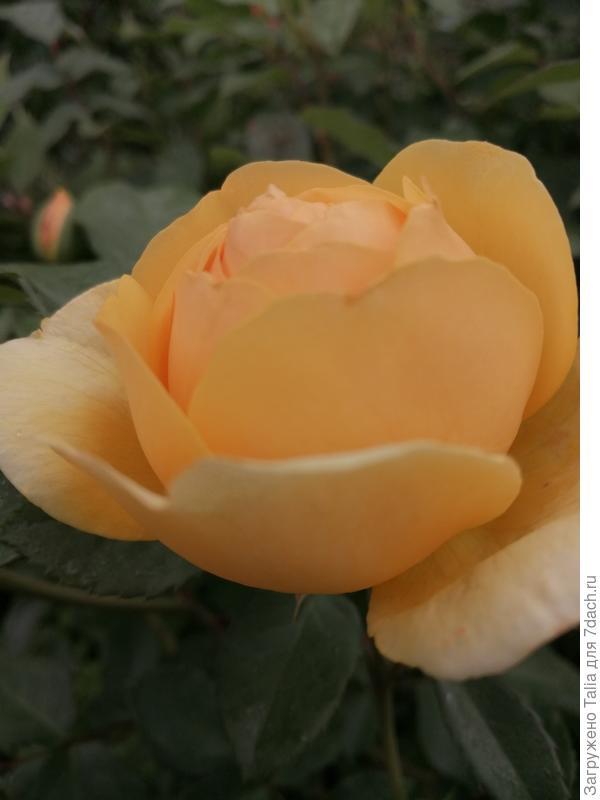 Грехем Томас рещил поскромничать