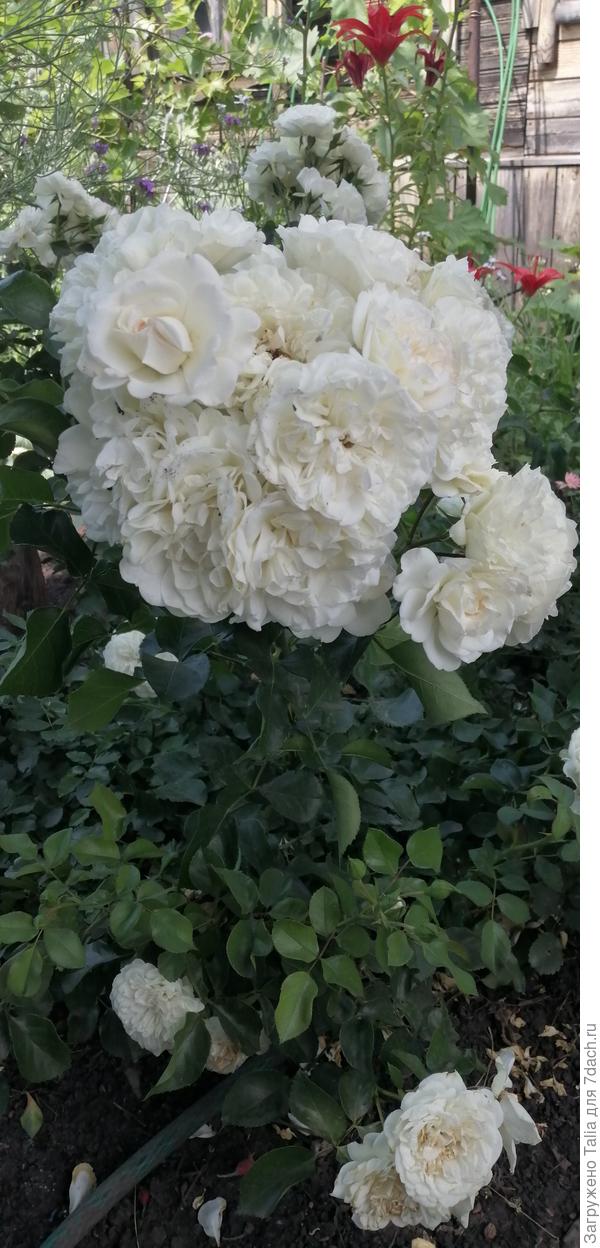 Незнакомка