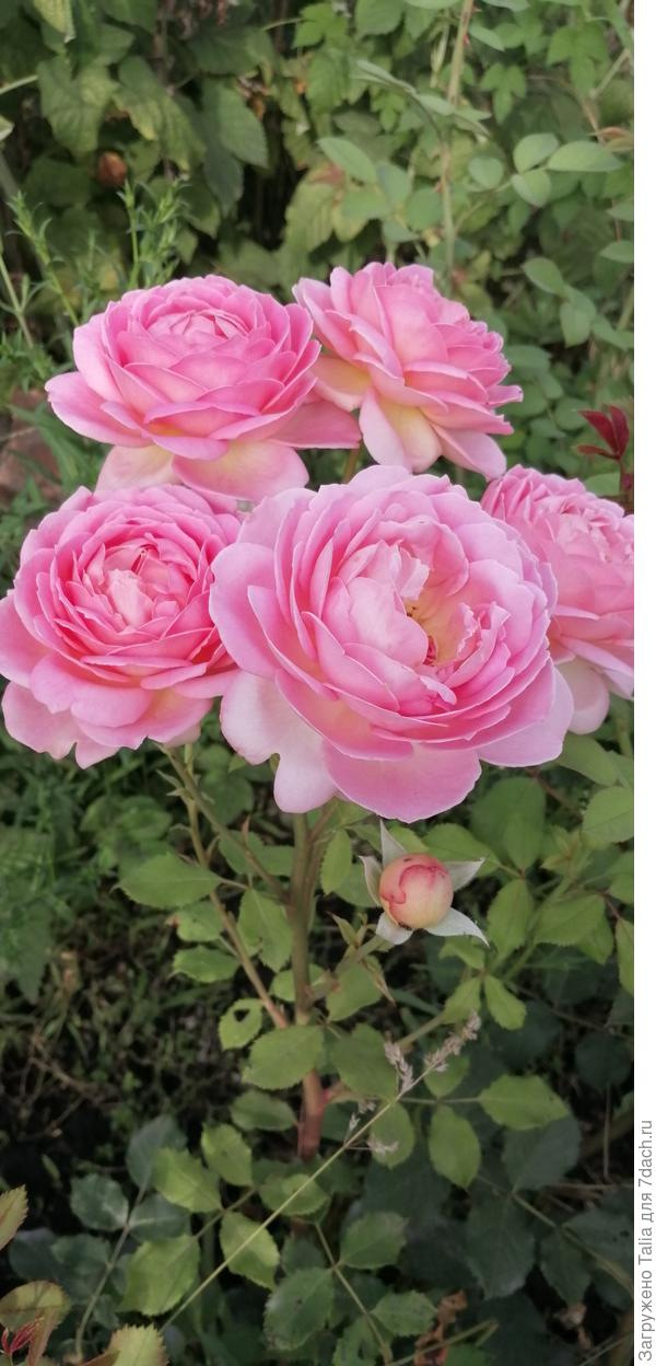 Джубили Селебрейшн