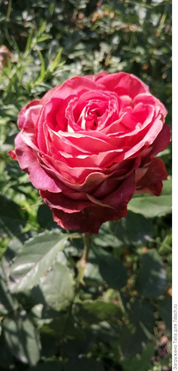 Возможно, Шоколад