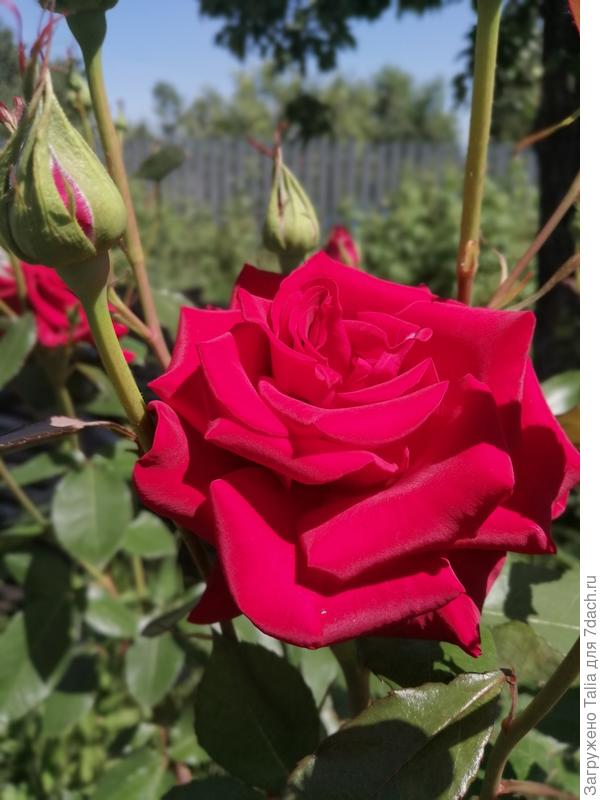 Незнакомка